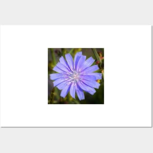 Vibrant Chicory Flower Posters and Art